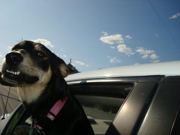 6vanessaokkerse 6vanessaokkerse